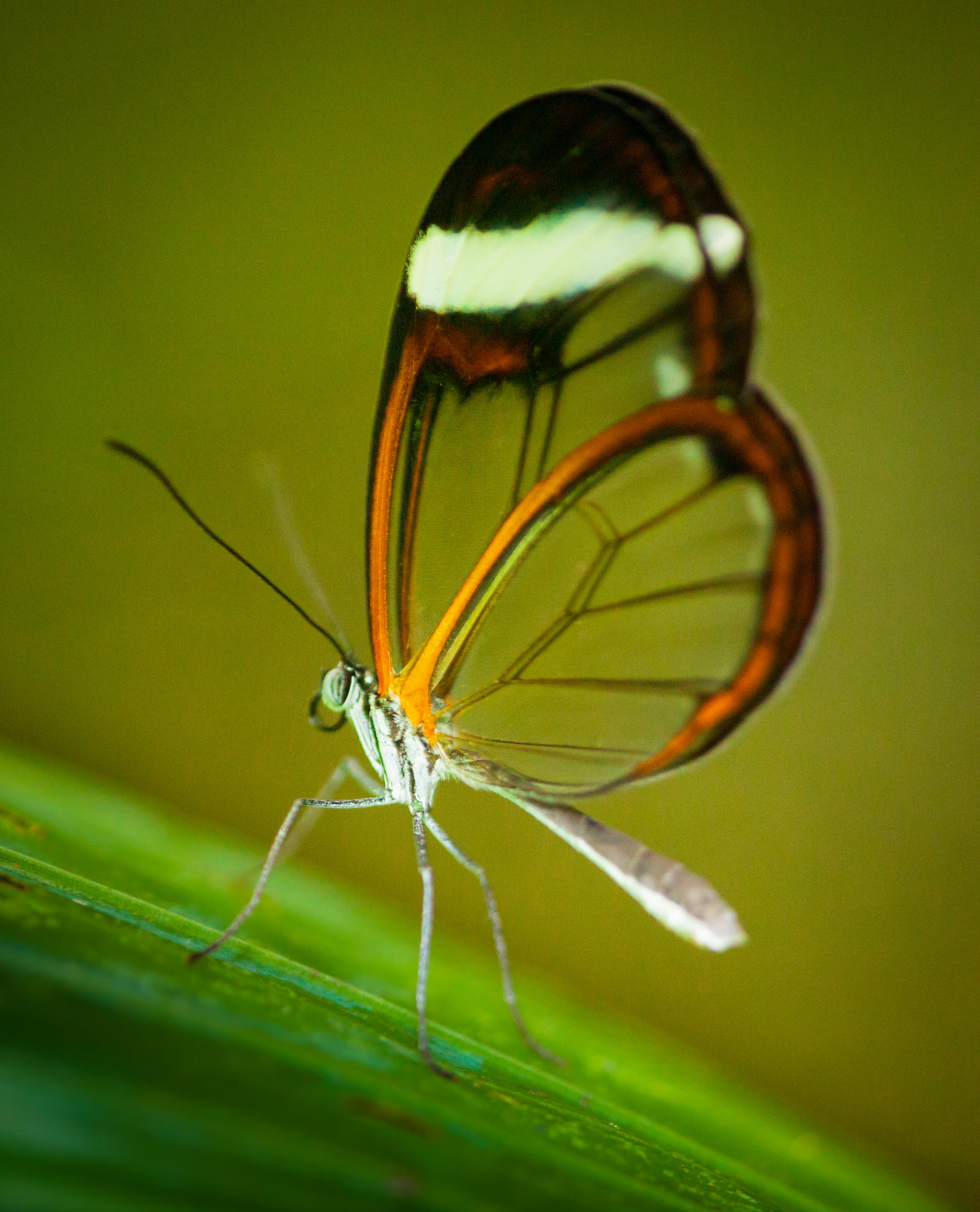 Glass Wing Butterfly ( Greta Oto ) Costa Rica