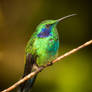 Costa Rica Hummingbird I (Colibri)