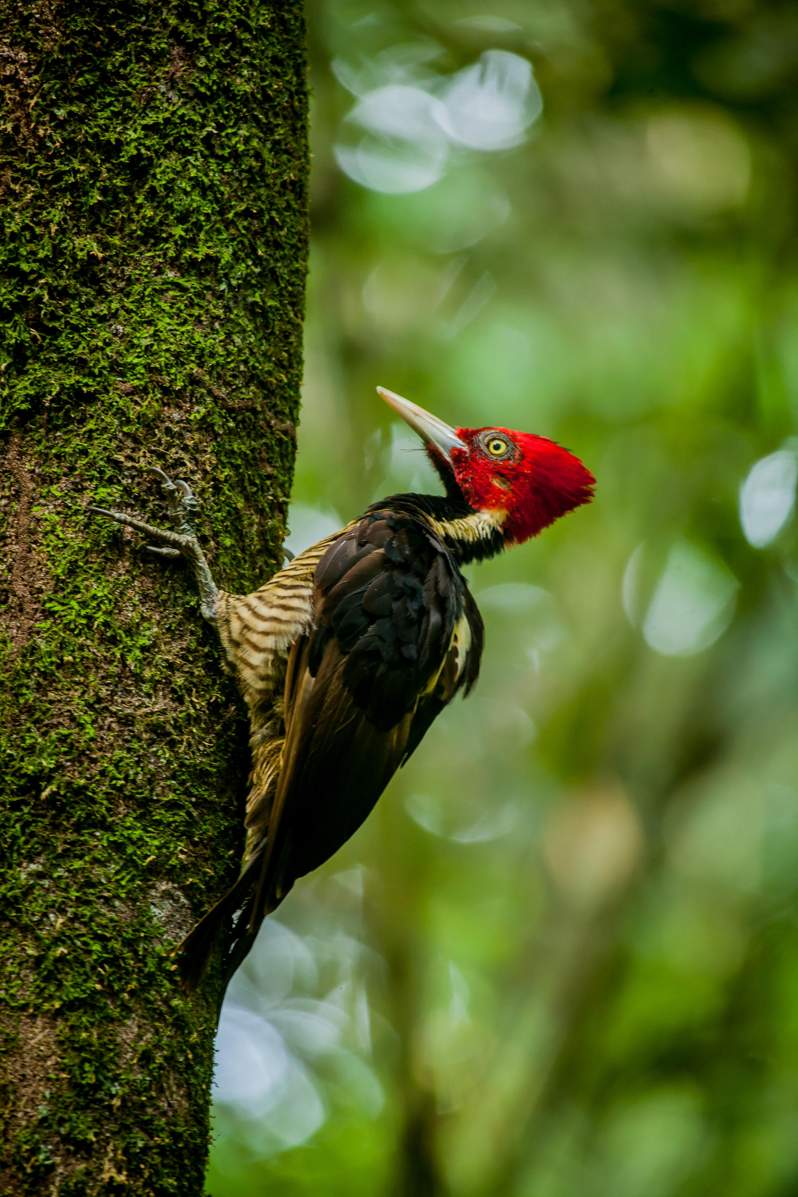 Red-Headed Woodpecker (Costa Rica)