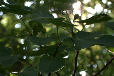 Unripe Figs