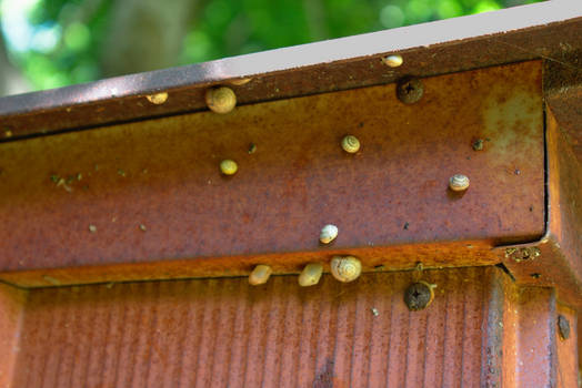 Snails On Rust