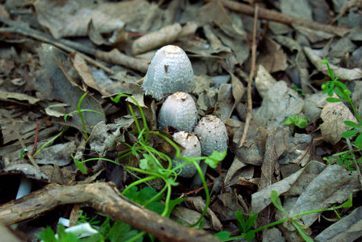 Emerging Mushrooms