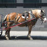 Draft drive cart standing