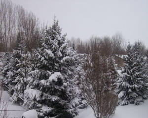 frosty trees