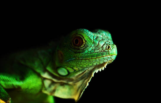 Chameleon 2