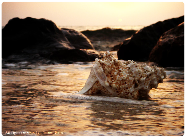  Conch ...