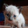 His name is Pompom, the siamese kitten