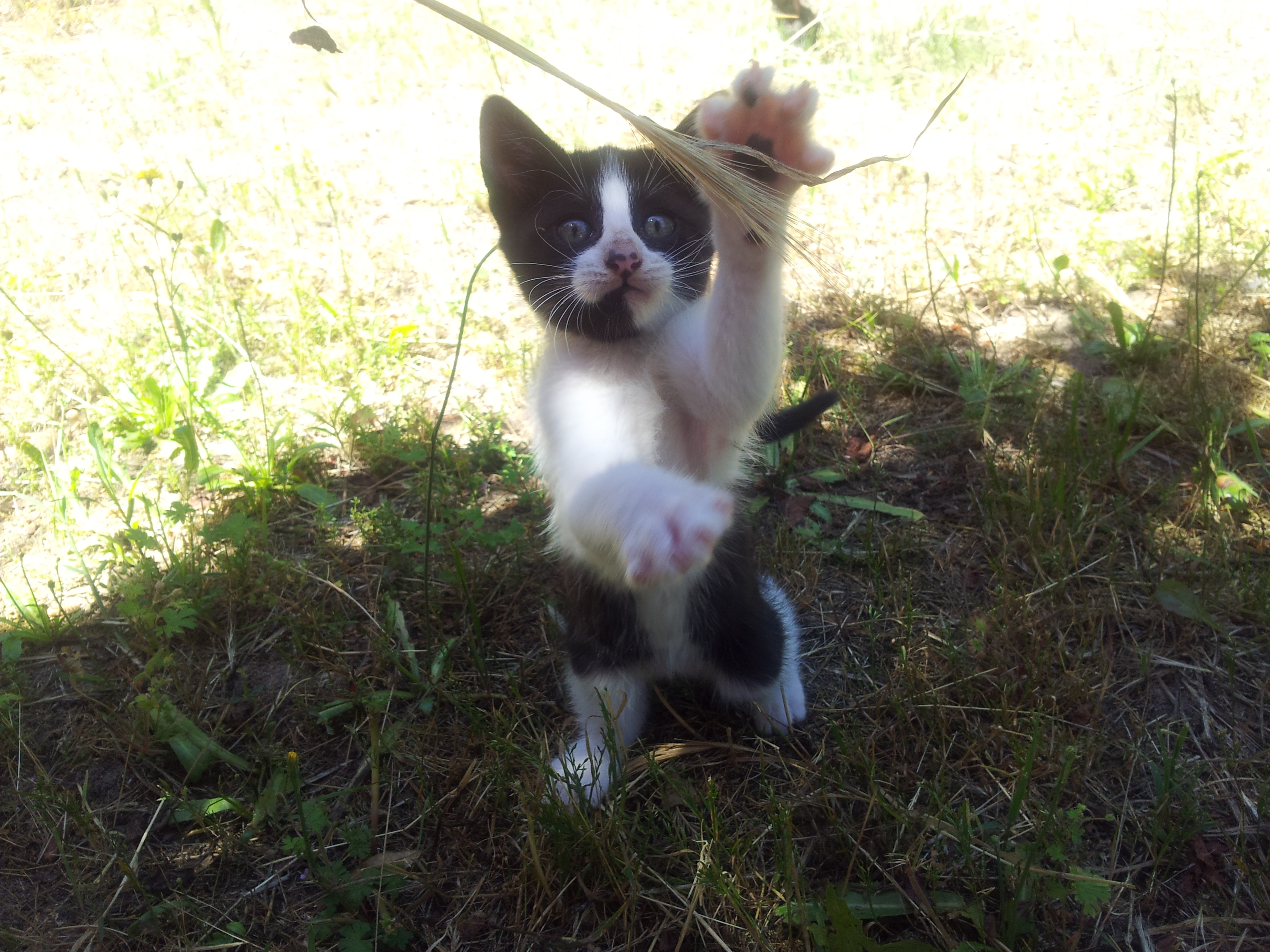 Little kitten (PANDA) by aeli9