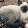 Buho - owl cat