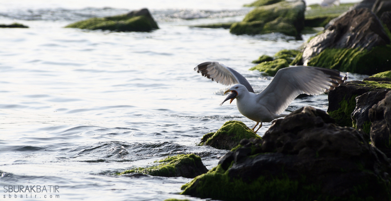 Seagull - 2