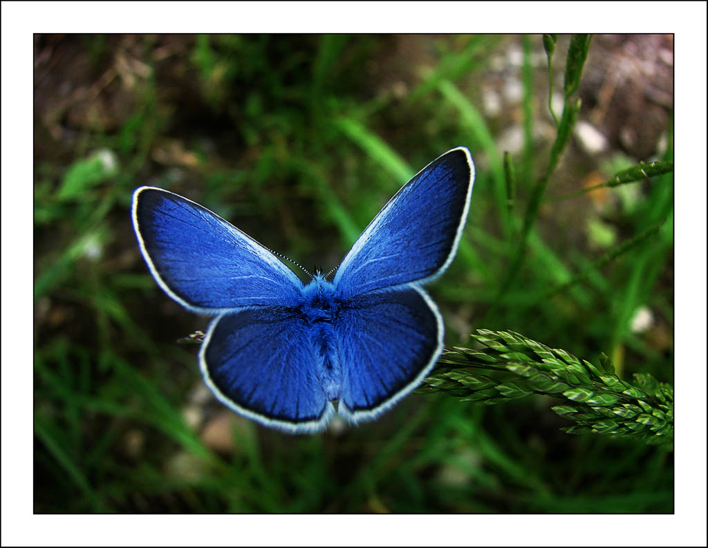 Blue butterfly