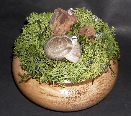 Moss and snail