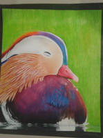 Mandarin Duck