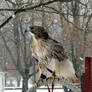 Red Tail Hawk in the snow 1