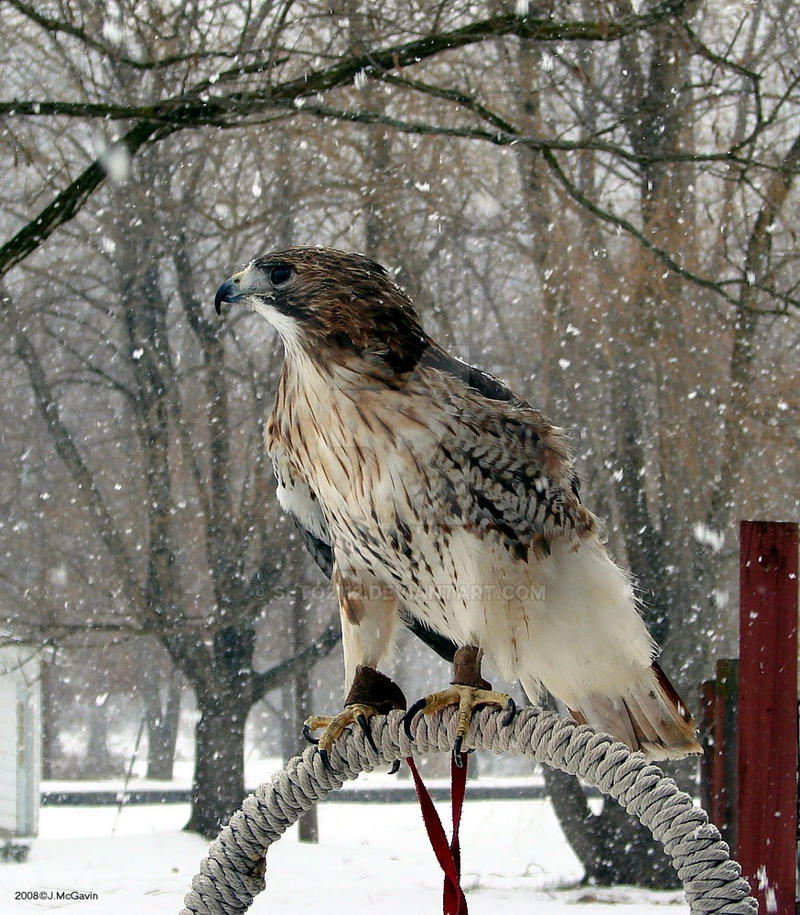 Red Tail Hawk in the snow 1