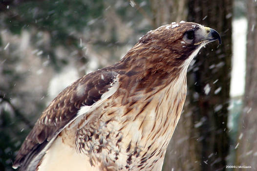 Red Tail Hawk in the snow 2