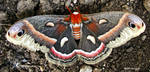 Cecropia Moth 3 by seto2112