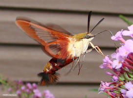 Hummingbird Clearing Moth 4