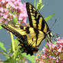 Tiger Swallowtail 1