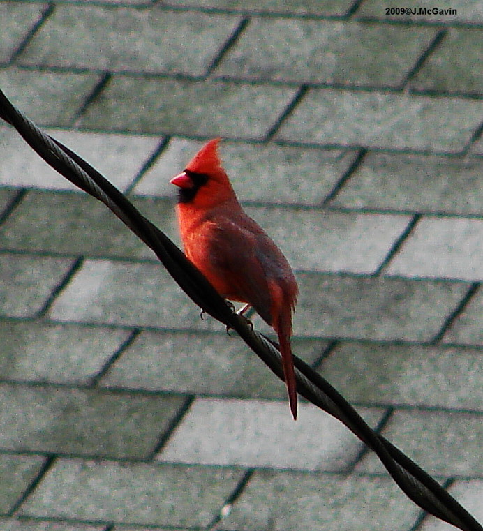 Male Cardinal one more time