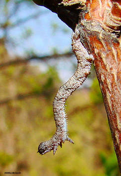 Pale Beauty Caterpillar 1