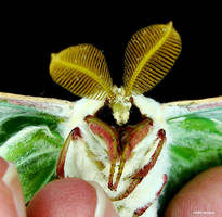 Luna Moth 2009 2 Face