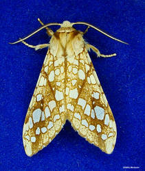 Hickory Tussock Moth 1 2009