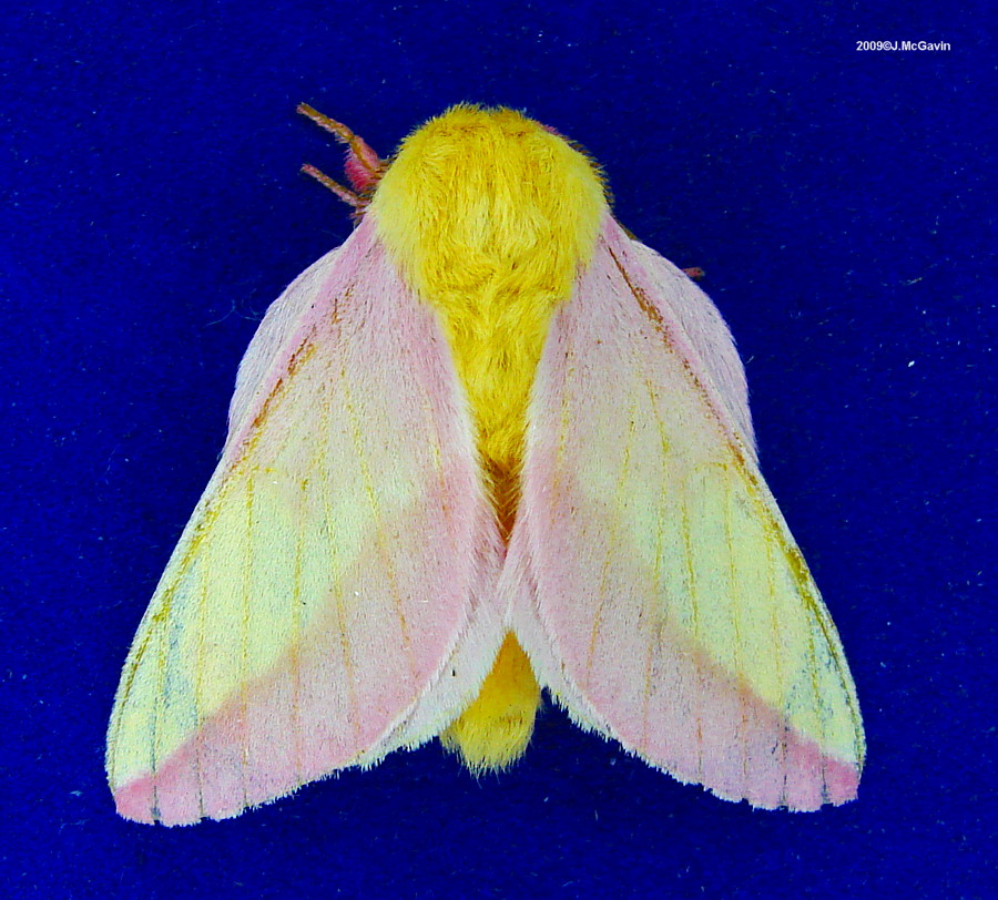 Rosy Maple Moth 1 2009