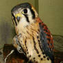 American Kestrel 2