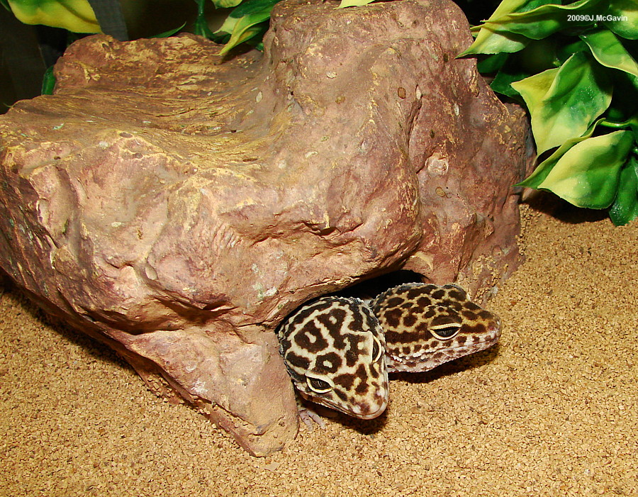 Leopard Geckos Aug 30 2009