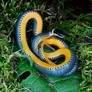 E Ringneck Snake May 30 2