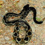 Timber Rattlesnake 2 2010