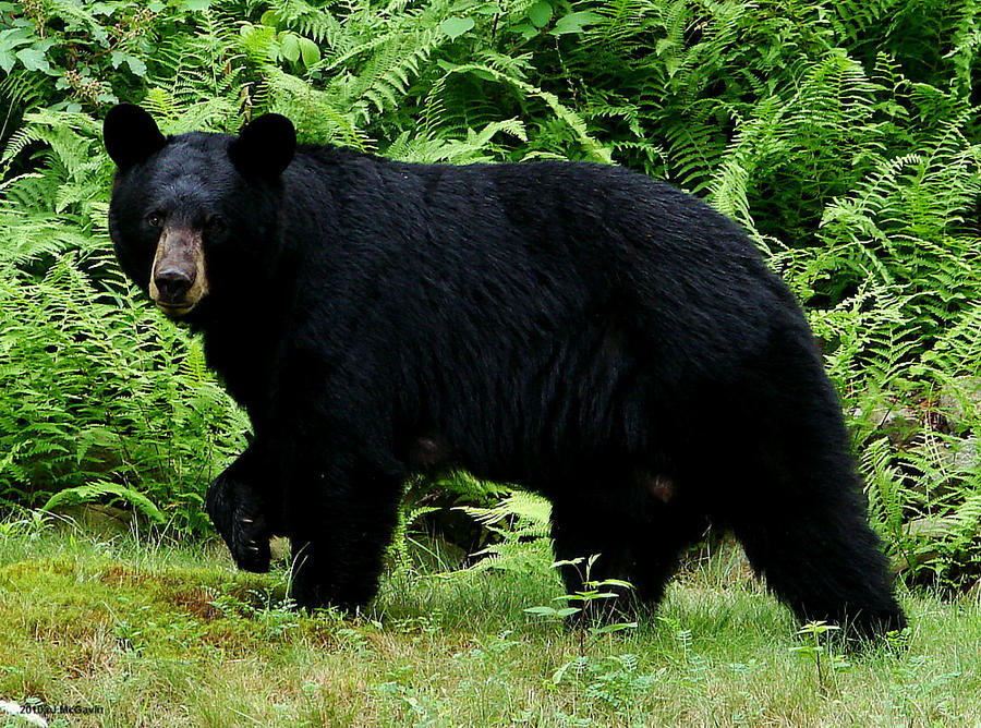 Black Bear July 13 2010 b