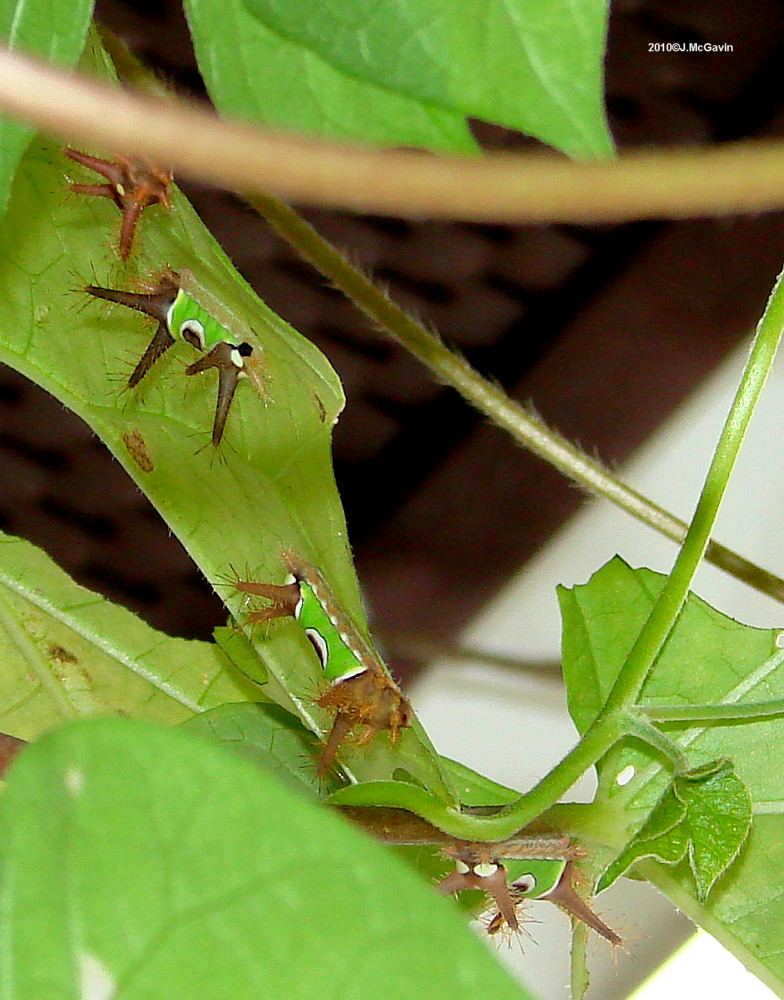 Saddleback Caterpillars Aug 5