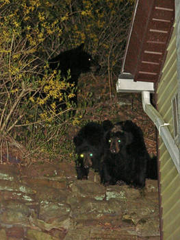 the 3 bears at my house