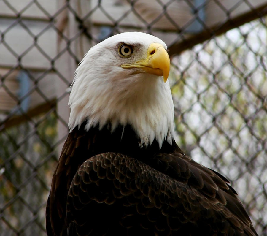 Bald Eagle May 1 2011 2