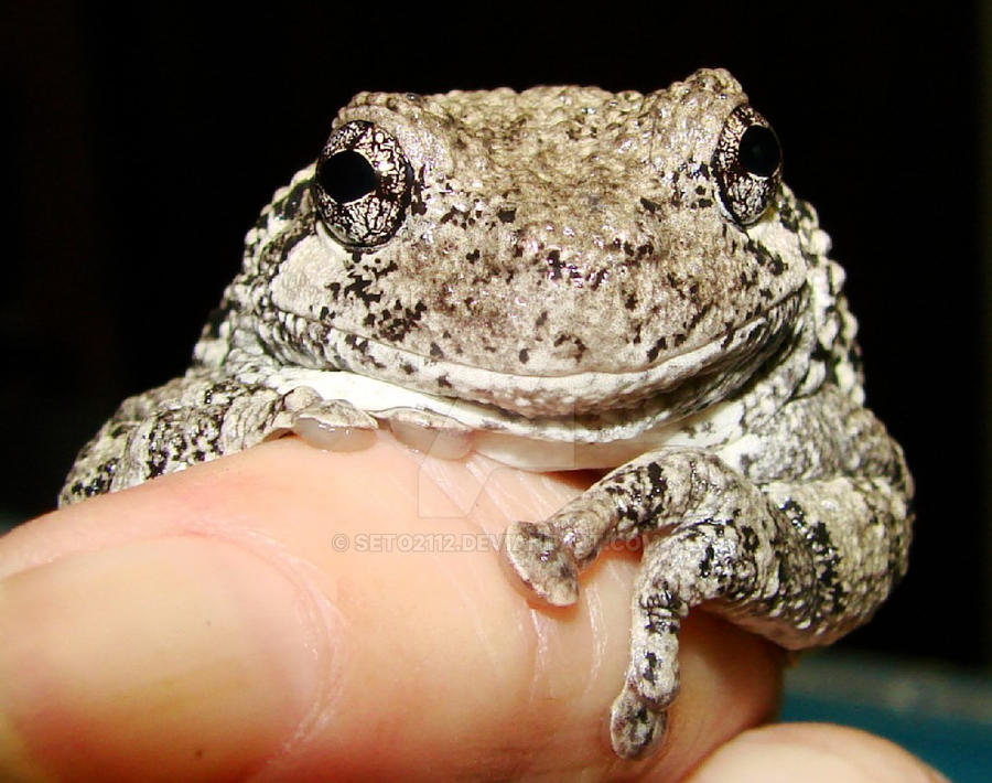 Grey Treefrog May 9 2011