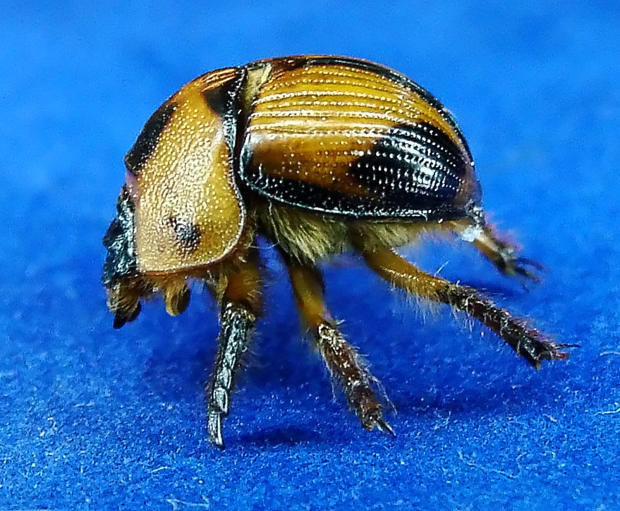 Bolbocerosoma tumefactum June