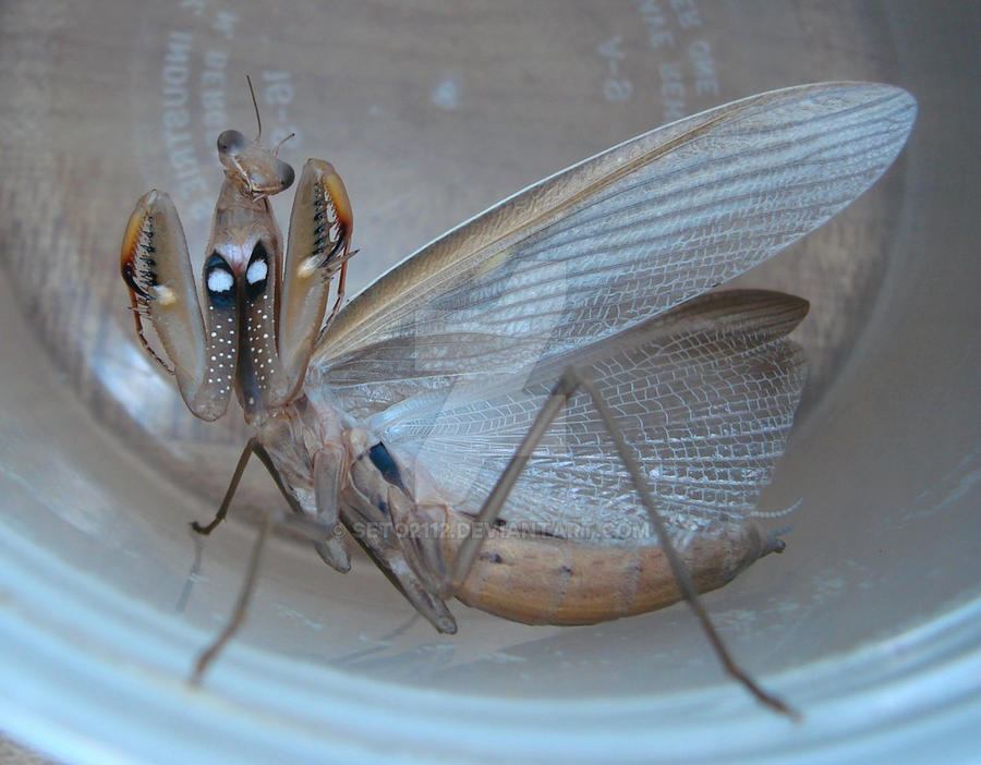 Angry Mantis Insect The Angry Mantis by seto2112 on DeviantArt
