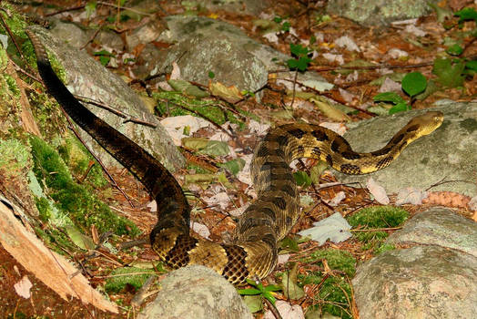 Timber Rattlesnake Aug 31 b