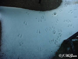 Bird Tracks 1