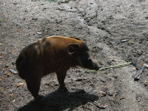 Red River Hog II