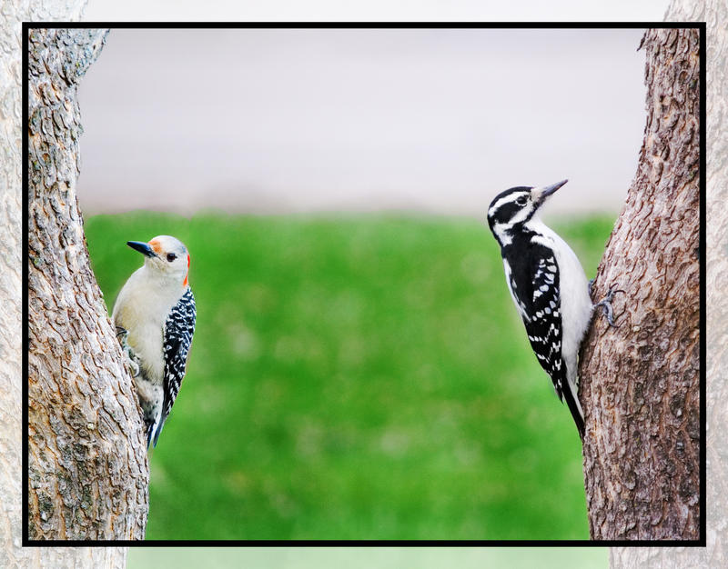 Birds of a Different Feather. by KrAzY-KARISTA on DeviantArt