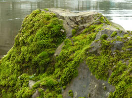 Rock Moss