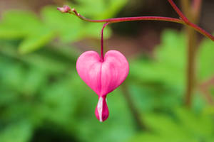 My Bleeding Heart