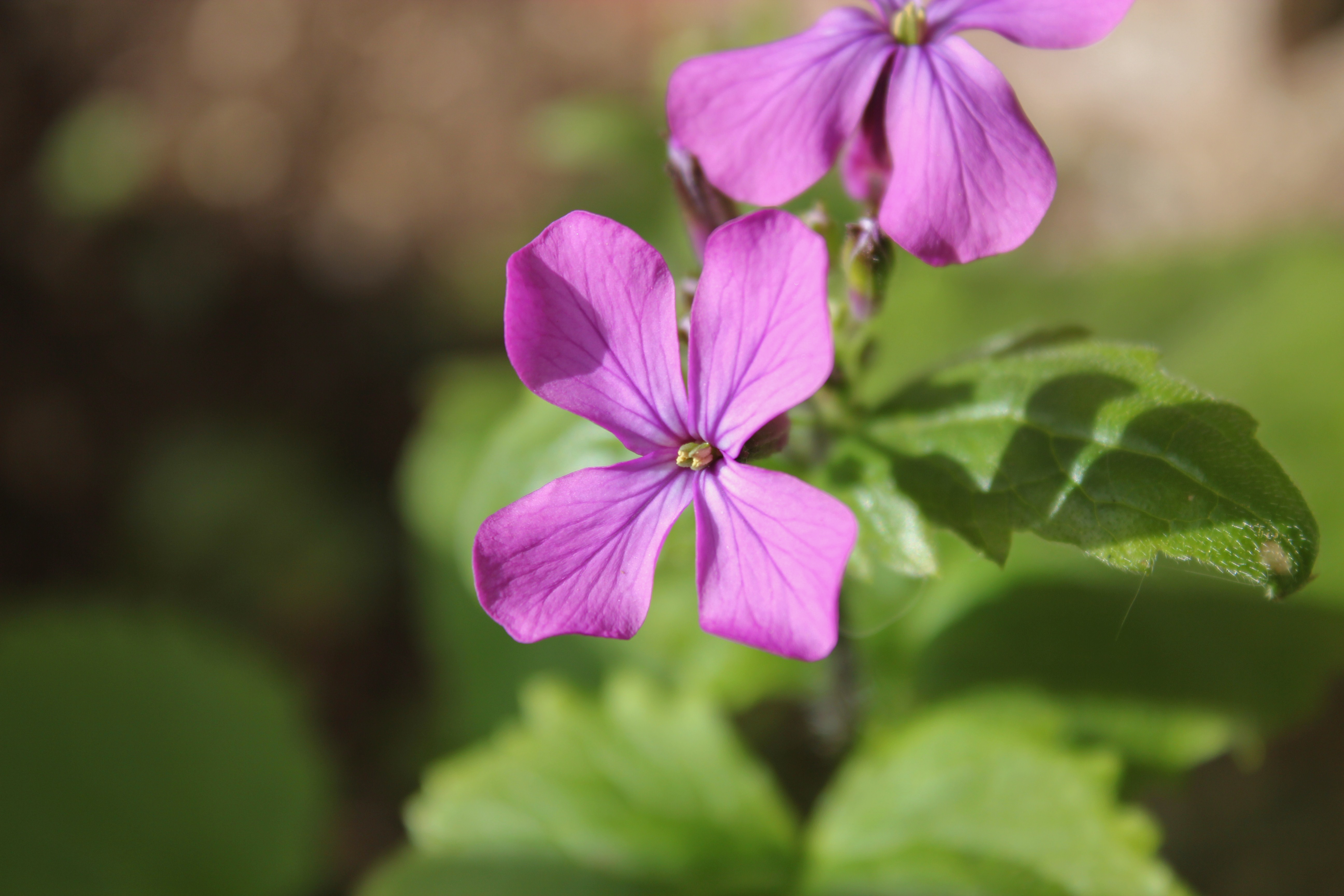 Beauty in Nature