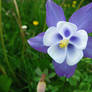 Columbine