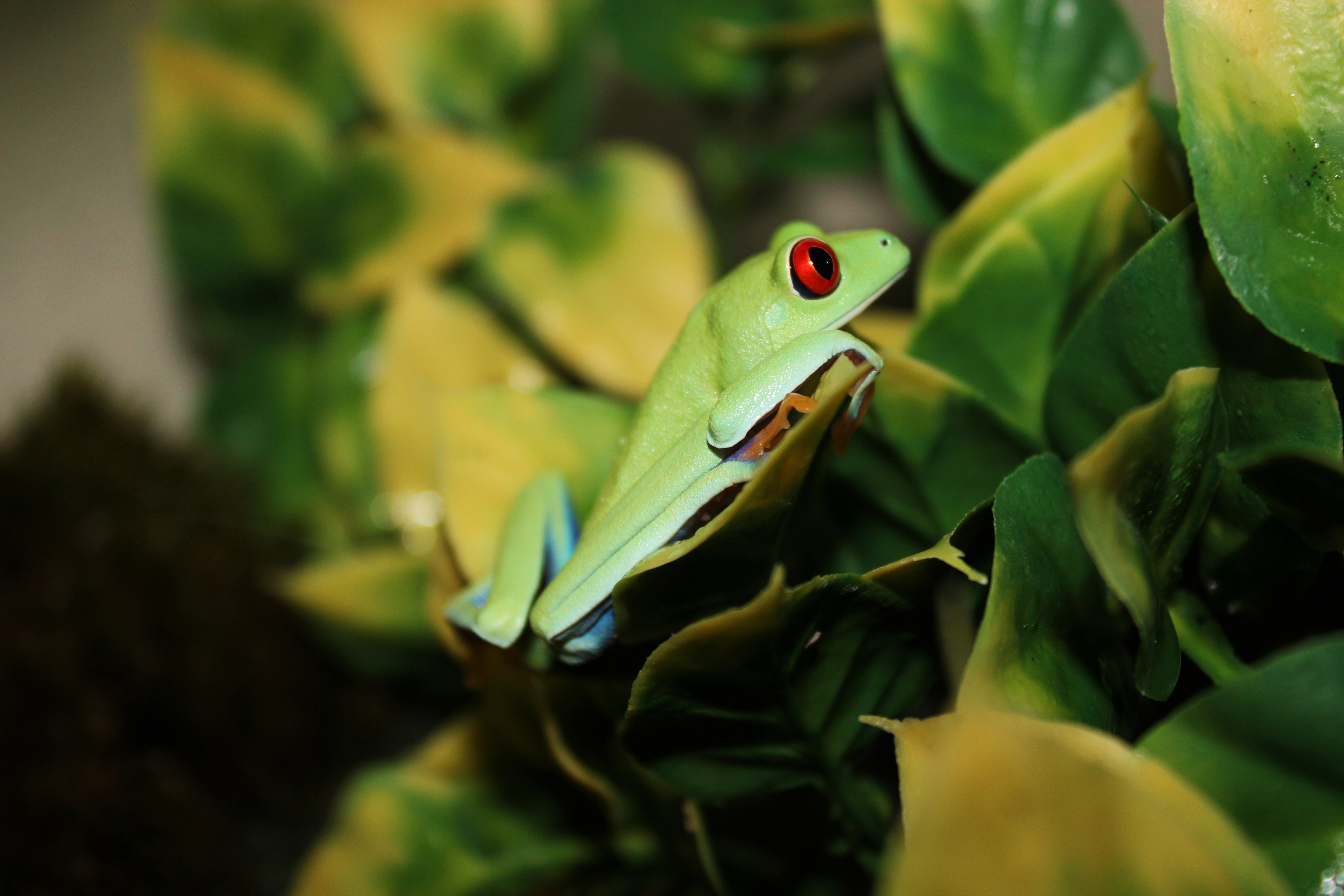 Red Eyed Tree Frog