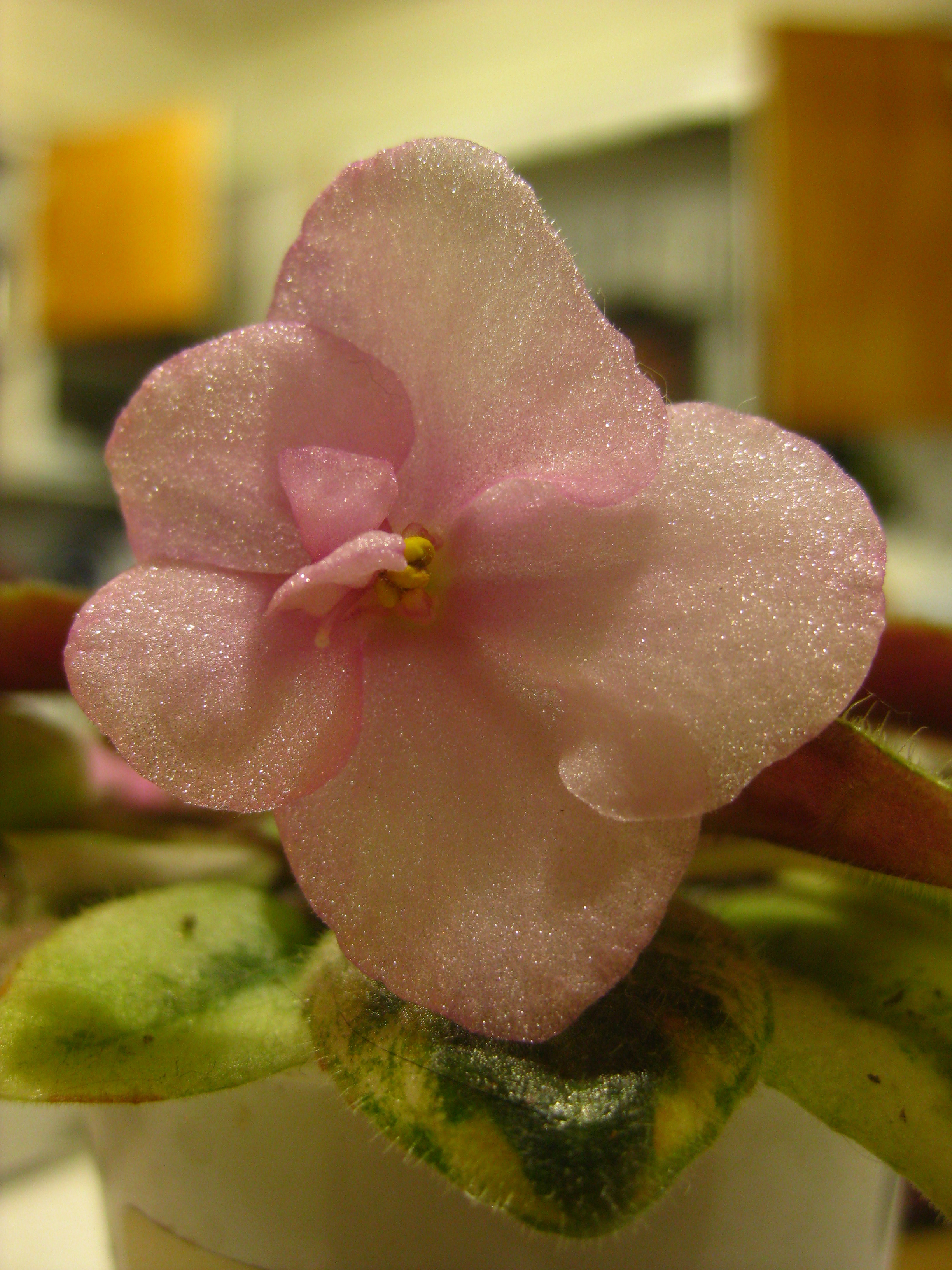 Miniature African Violet