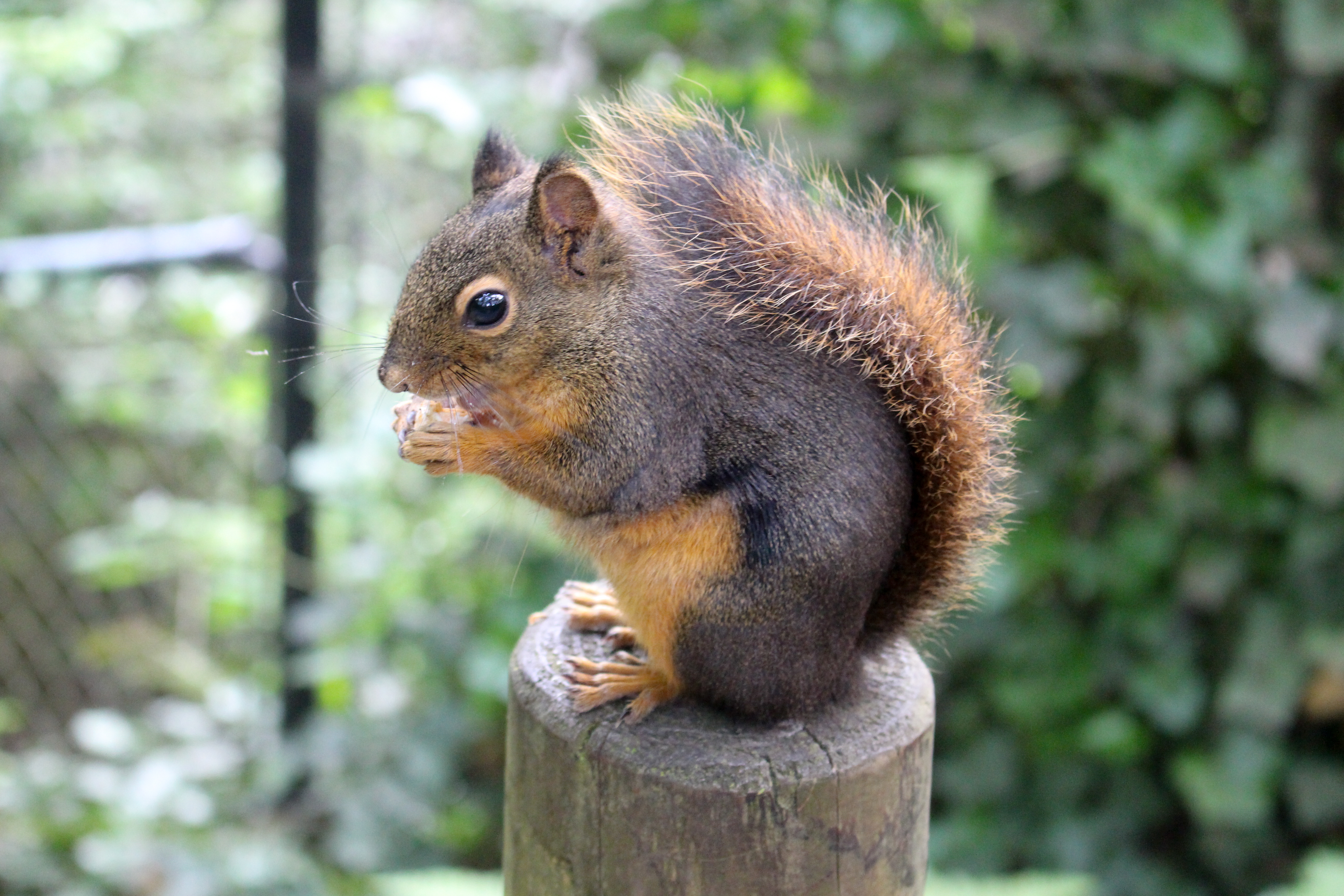 Sciurus granatensis (Red-tailed Squirrel)